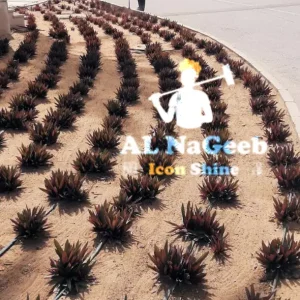 landscape-Al-Nageeb-6